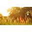 Verdant Grass In Summer Season 5K Wallpapers  HD