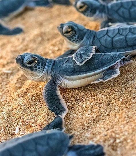 Baby Green Sea Turtles Are The Cutest Occasionally Seen Sunbathing