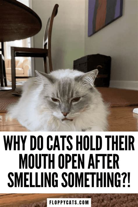 Why Do Cats Hold Their Mouths Open After Smelling Cat Flehmen