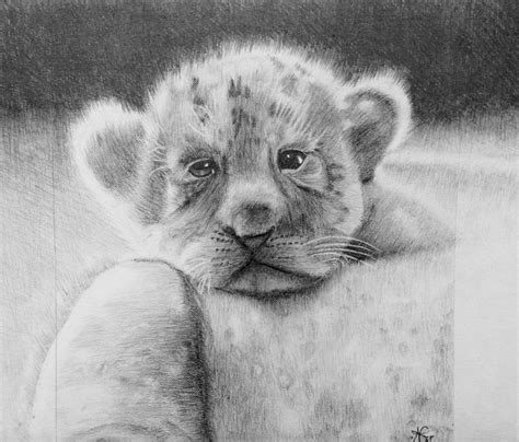 Lion Cub By Jamesf63 On Deviantart