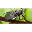 What Do I If See A Spotted Lanternfly  Njcom