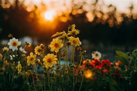 Images Gratuites Fleur La Nature Ciel Jaune Lumière Du Soleil