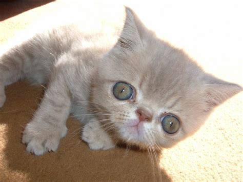The exotic is similar to the persian in many ways, including temperament and conformation. Munchkin Cat Exotic Shorthair - Best Cat Wallpaper