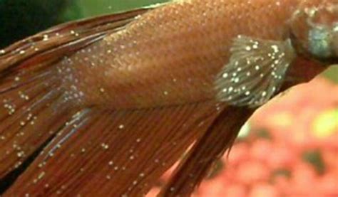 10 Jenis Penyakit Ikan Cupang Gejala Penyebab Cara Mengobati Hingga