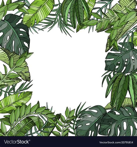 Tropical Palm Leaves Background Jungle Plants Vector Image