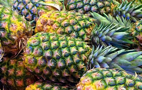 Growing Hydroponic Pineapples A Full Guide Gardening Tips