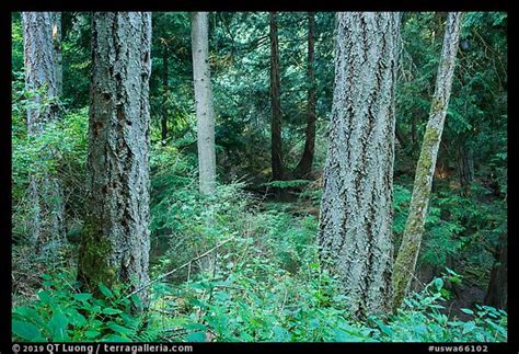 Picturephoto Old Growth Forest Moran State Park Washington