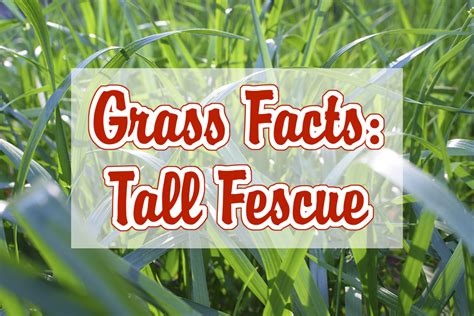 Grass Facts Tall Fescue Tall Fescue Fescue Tall