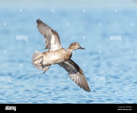 Female Green Winged Teal In Flight Charleston Slough Mountain View
