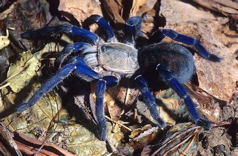 Cyriopagopus Lividum Cobalt Blue Tarantula 15cm The Praying Mantis