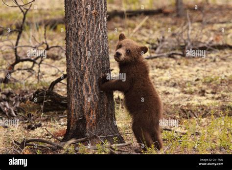 Grizzly Bear Cub Standing Against A Tree Yukon Stock Photo Alamy