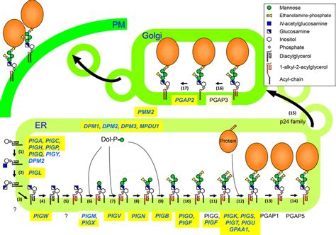 biosynthesis remodeling and transport of gpi aps in mammalian download scientific diagram