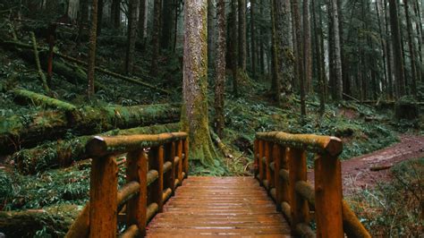 Wallpaper Bridge Forest Path Trees Wooden