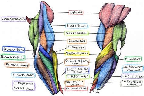The muscles of the anterior of the forearm are generally divided into two groups:superficial deepsuperficial muscles of the front of the forearm this group consists of five muscles. Muscle Anatomy Of The Arm - Anatomy Drawing Diagram