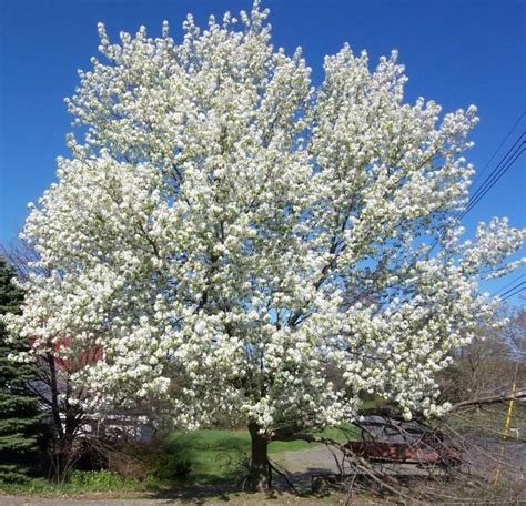 Flowering trees add beauty and distinction to any type of landscape. Wordless Wednesday-Flowering Trees