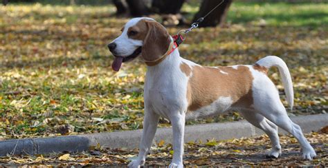 Beagle Dog Breed Information The Ultimate Guide Breed Advisor