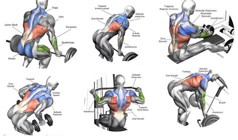 Exercises For A Massive Back Training For Size Multiple Fitness