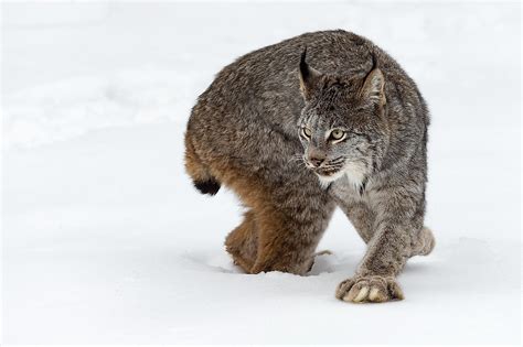 Canadian Lynx Facts Worldatlas