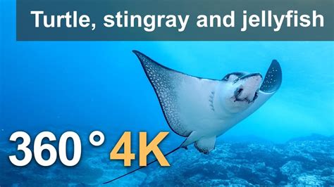 360° Diving With Turtle Stingray And Jellyfish 4k