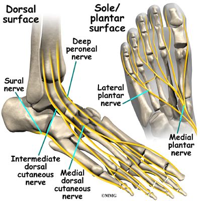 Patient Education Concord Orthopaedics