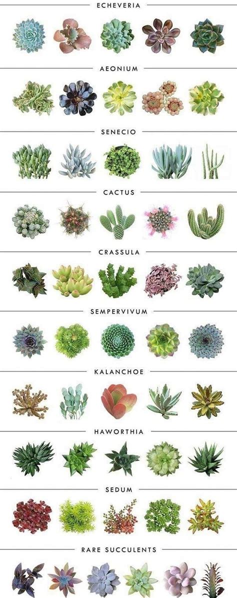 Different Types Of Succulent Plants And Their Names Octopussgardencafe