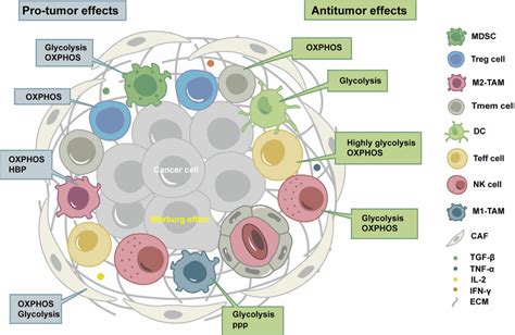 Tumor Microenvironment Tme Is Composed Of Tumor Cells Immune Cells