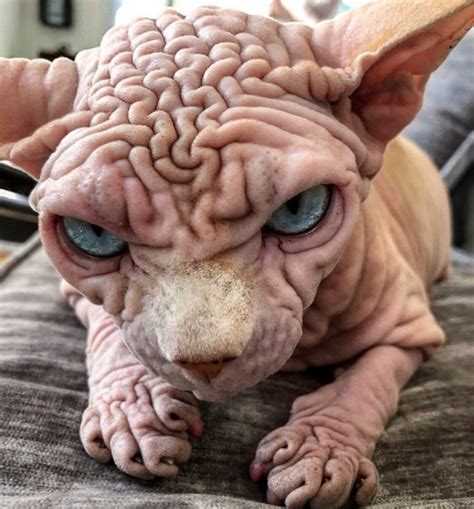 People Are Scared Of This Very Wrinkly Sphynx Cat But Hes Lovely