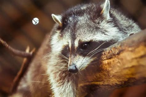 Do Raccoons Attack Dogs Pest Prevention Patrol