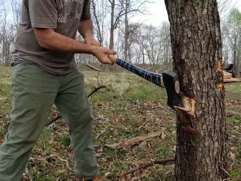 How To Fell A Tree With An Axe Safely New Life On A Homestead