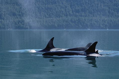 Orca Orcinus Orca Pod Surfacing Inside Photograph By Konrad Wothe