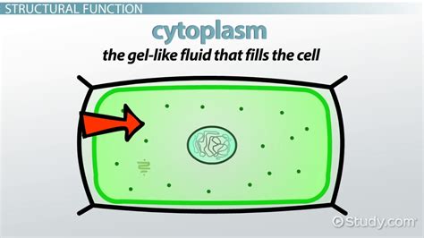 Cytoplasm In Plant Cell