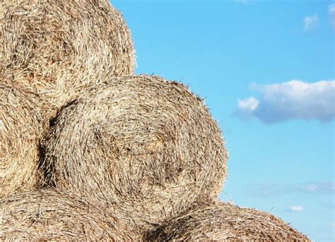 Pile Of Hay Stock Image Image Of Background Season 32115645