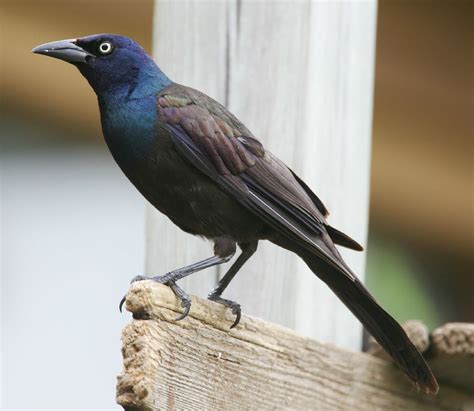 Its Raining Diseased Birds In Boston Boing Boing