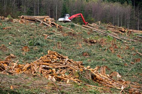 Stop Clearcutting Washington State Forests