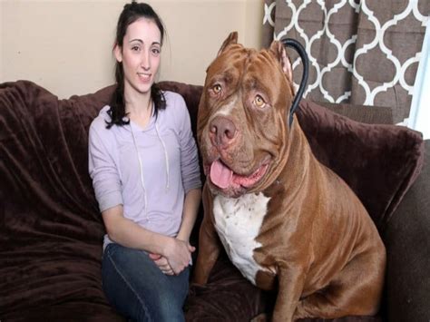 (adjective) of a size greater than average of its kind. Meet Hulk The Pitbull - The Biggest Pit Dog of Dark K9 ...