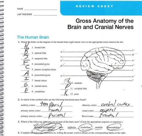 Exercise Review Sheet The Brain And Cranial Nerves Answers Exercise My Xxx Hot Girl