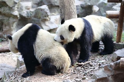 Giant Panda Twins At Hangzhou Zoo Mirror Online