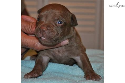 Their coat is best when brushed a regularly with a firm bristle brush. Meet Steeler a cute American Pit Bull Terrier puppy for sale for $800. UKC/ADBA CHOCOLATE ...