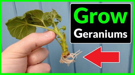 How To Grow Geraniums From Cuttings Complete Process Youtube