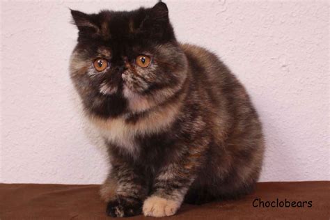 Choclobears Tortoiseshell Exotic Shorthair Kitten Looks Just Like My