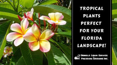 Tropical Plants Perfect For Your Florida Landscape