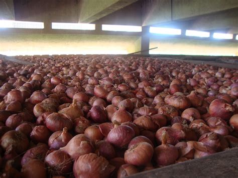 Sreepadam Bulk Storage Of Onion