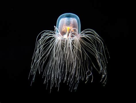 Jellyfish Turritopsis Nutricula Jellyfish Immortal Animals