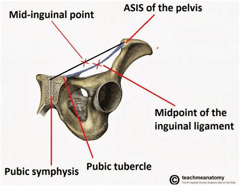 What I Learned Today Question Of The Day Femoral Triangle