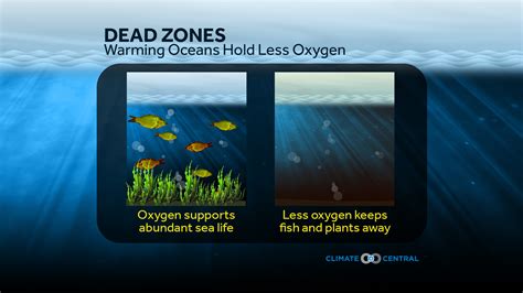 Dead Zones Warming Oceans Hold Less Oxygen Climate Central