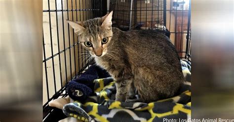 Malnourished Cat Suffers From Seizures After Living In Hoarding Situation For Years Cats Cat