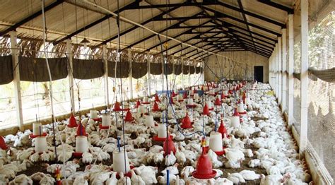 Develop a competent business plan for your farm with the help of the above template, which is a farm business plan template. Starting Broiler Poultry Farming Business Plan (PDF ...