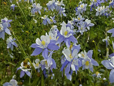 Aquilegia Coerulea Colorado Blue Columbine World Of Flowering Plants