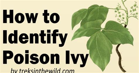 Survival Smarts How To Identify Poison Ivy Infographic