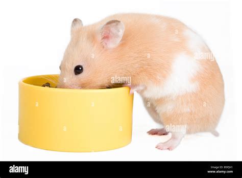 A Hamster Eating Its Food Stock Photo Alamy